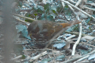 fox sparrow wilmington