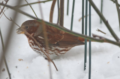 fox sparrow wilmingnton