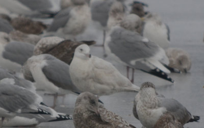 2nd yr glaucous gull wilmington