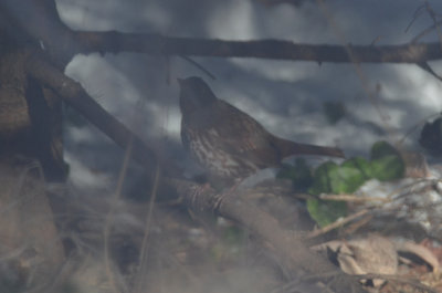 fox sparrow ebird record shot wilmngton