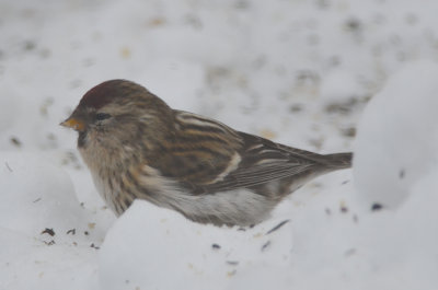 redpoll Wilmington