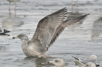 dark 3rd yr? Herring gull Silver lake Wilmington