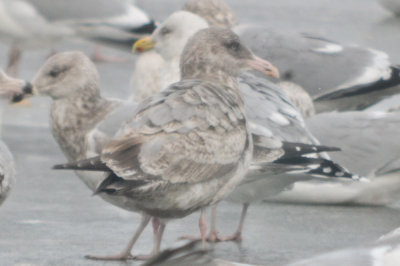 could this be same gull from last year? Silver lake Wilmington