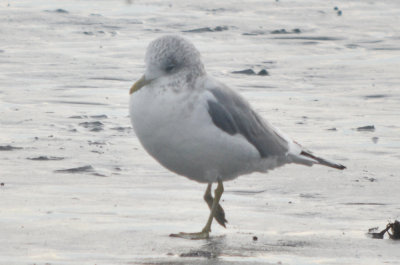 mew gull kings beach lynn