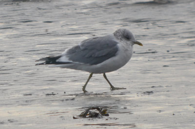 mew gull kings beach lynn