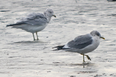 mew gull kings beach lynn