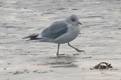 mew gull kings beach lynn