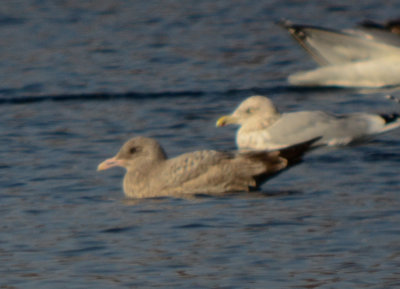 Strange billed herring gull niles pond gloucester