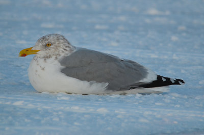 herring gull with reddish eye ring sailsbury