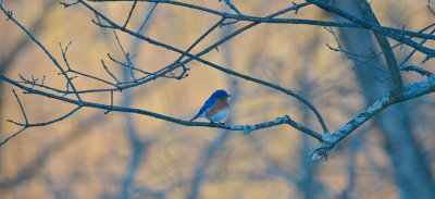pretty winter blue bird middleton ipswich river