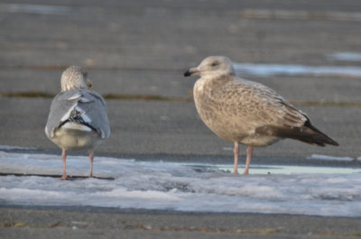 another Salisbury very large herring type possible hybrid? maybe GBBG and GLGU in there somewhere? 