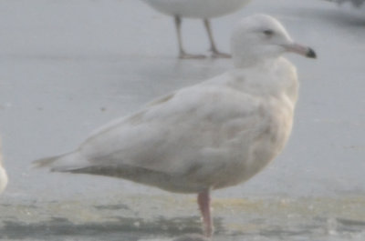 glaucous gull wilmington silver lake