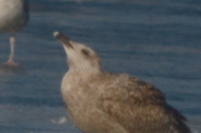 large herring type with white tip on bill silver lake wilmington