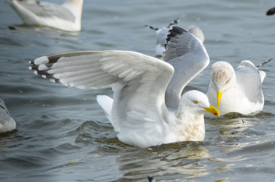 interesting wing tips herring gull brace cove gloucester