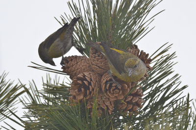 female redcrossbills salisbury