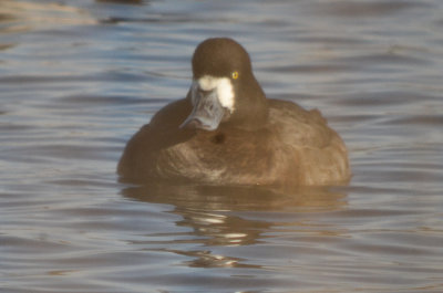 greater scaup niles pond