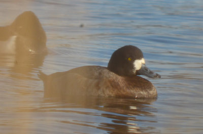 greater scaup niles pond