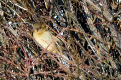 yellowish house sparrow newburyport downtown