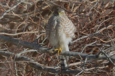 interesting presumed sharp-shined hawk niles pond gloucester transitional plumage?