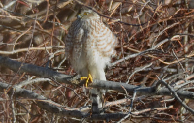 interesting presumed sharp-shined hawk niles pond gloucester transitional plumage?