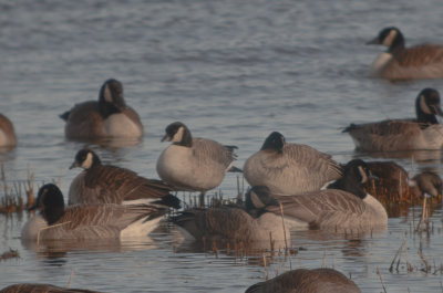 3 cackling geese joppa flats 3 in middle 1 on end head tucked