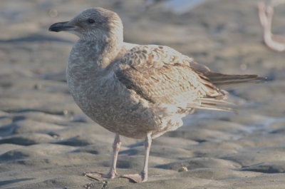 interesting looking 1st yr HERG King's beach