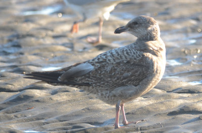 interesting looking 1st yr HERG King's beach lnn