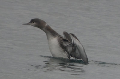 salisbury_state_res_loons