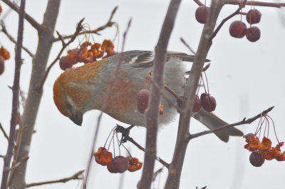 pine grosbeak nashua n.h.