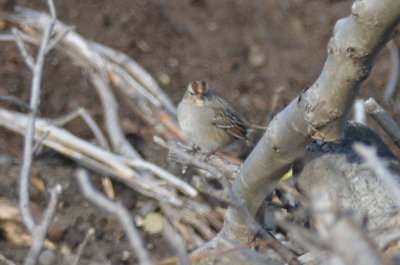 white-crowned sparrow nahant stump dump
