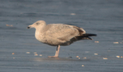 silver_lake_wilmington_gull