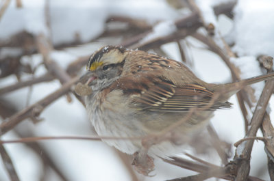 no idea what is going on with this white-throated sparrow tongue, poor guy