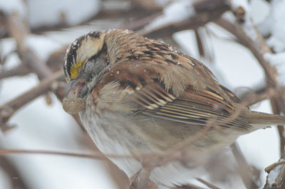 no idea what is going on with this white-throated sparrow tongue, poor guy