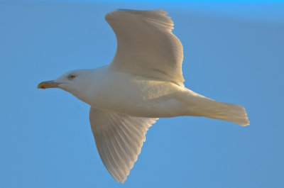 adult Glaucous gull Seabrook N.H. this gull has been a reg winter visitor here