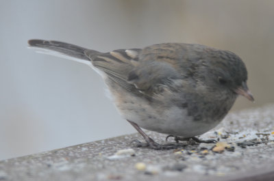 dark-eyed junco still hanging on to juv feathers? wilmington