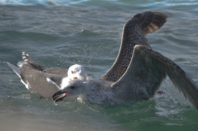 adult GBBG putting a young'n in its place