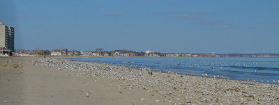 feasting on clams washed up from Nemo revere beach