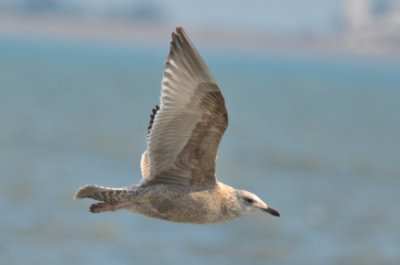 mystery gull, Vega? Satyback? hybrid? revere beach