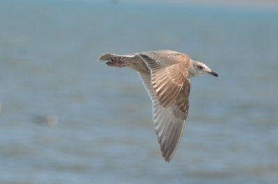 mystery gull, Vega? Satyback? hybrid? revere beach