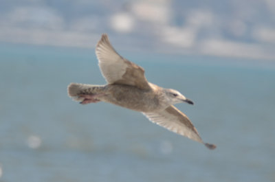 mystery gull, Vega? Satyback? hybrid? revere beach