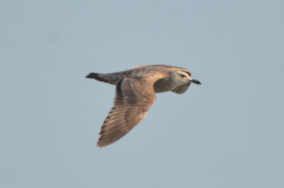 mystery gull, Vega? Satyback? hybrid? revere beach