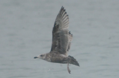 nice! large gull, potential for other than Herring, but what?