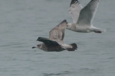 nice! large gull, potential for other than Herring, but what?