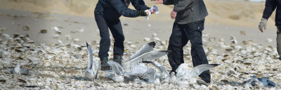 hiss hiss booo getting ready to put ugly invasive, cruel wing tags on Revere Beach gulls