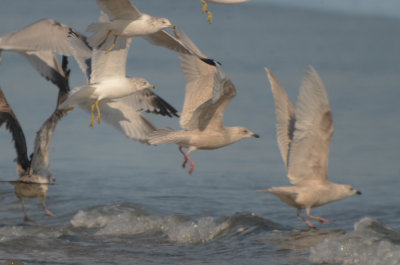 iceland gulls revere beach