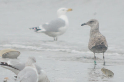 Appledore gull R79 at Revere Beach, also seen earlier in year at Silver Lake Wilmington