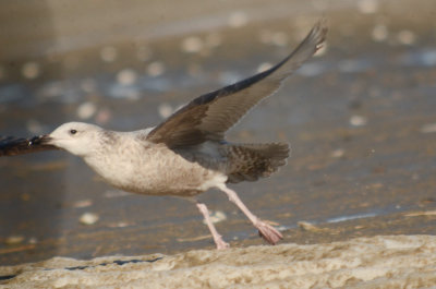 don't know, Herring, not Herring, putting in potential Slaty-backed Revere Beach