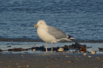 ?Thayer's gull Revere Beach?