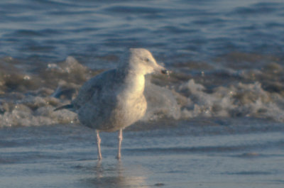 I believe this is another Thayers Gull  very small, small bill, saw white under wing tip, not visible in photo