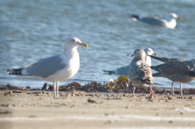 small gull below right/middle not sure, looks almost Cal gull like?